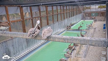Pelican Aviary Rehabilitation Live Cam - Jul 12, 2026, 3:02pm PDT