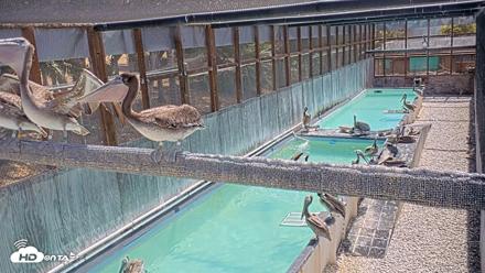 Pelican Aviary Rehabilitation Live Cam - Aug 3, 2026, 11:12am PDT
