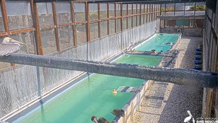 Pelican Aviary Rehabilitation Live Cam - Oct 27, 2025, 1:28pm PDT