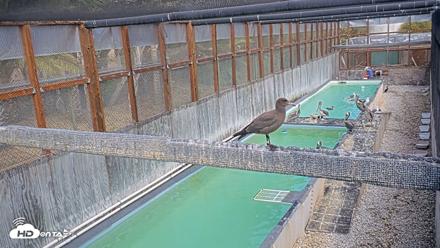 Pelican Aviary Rehabilitation Live Cam - Sep 16, 2026, 4:36pm PDT