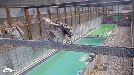 Pelican Aviary Rehabilitation Live Cam - Oct 1, 2026, 9:41am PDT