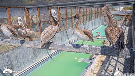Pelican Aviary Rehabilitation Live Cam - May 5, 2026, 2:57pm PDT