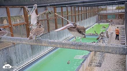 Pelican Aviary Rehabilitation Live Cam - Aug 13, 2026, 9:25am PDT