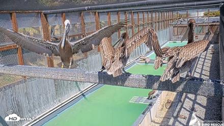 Pelican Aviary Rehabilitation Live Cam - May 5, 2026, 2:54pm PDT