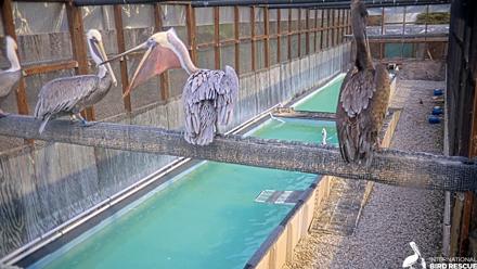 Pelican Aviary Rehabilitation Live Cam - Nov 6, 2025, 5:10pm PST