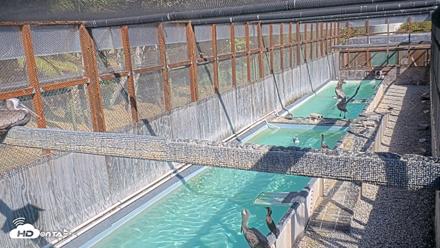 Pelican Aviary Rehabilitation Live Cam - Sep 22, 2026, 3:20pm PDT