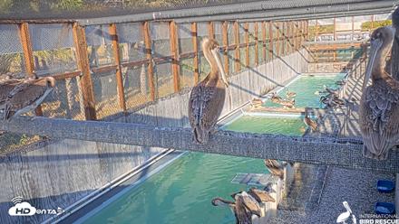 Pelican Aviary Rehabilitation Live Cam - May 2, 2026, 6:09pm PDT
