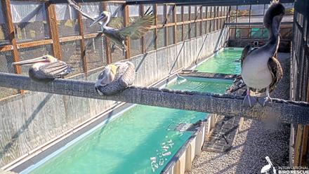 Pelican Aviary Rehabilitation Live Cam - Nov 19, 2025, 9:12am PST