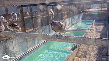Pelican Aviary Rehabilitation Live Cam - Oct 14, 2026, 8:49am PDT
