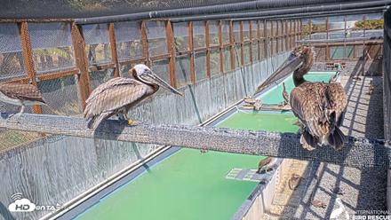 Pelican Aviary Rehabilitation Live Cam - May 5, 2026, 2:54pm PDT