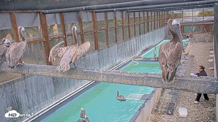 Pelican Aviary Rehabilitation Live Cam - Sep 6, 2026, 8:16am PDT