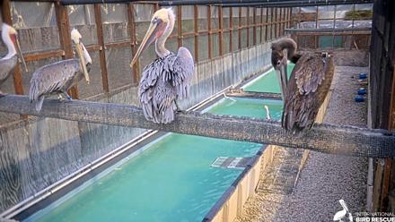 Pelican Aviary Rehabilitation Live Cam - Nov 6, 2025, 5:09pm PST