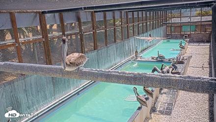 Pelican Aviary Rehabilitation Live Cam - Aug 3, 2026, 11:10am PDT