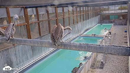 Pelican Aviary Rehabilitation Live Cam - Sep 22, 2026, 8:18am PDT