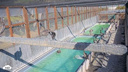 Pelican Aviary Rehabilitation Live Cam - Sep 8, 2026, 4:17pm PDT