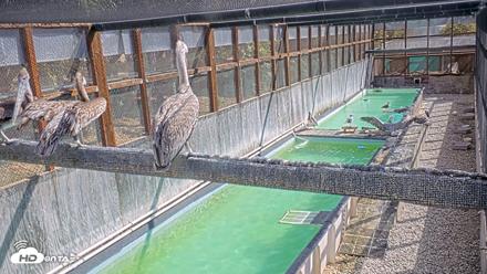 Pelican Aviary Rehabilitation Live Cam - Oct 23, 2026, 11:29am PDT