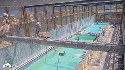 Pelican Aviary Rehabilitation Live Cam - Aug 31, 2026, 11:38am PDT