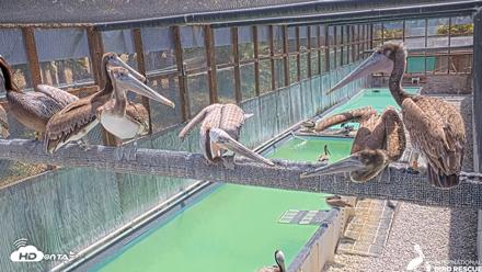 Pelican Aviary Rehabilitation Live Cam - May 5, 2026, 11:19am PDT