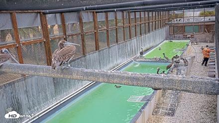 Pelican Aviary Rehabilitation Live Cam - Aug 13, 2026, 9:25am PDT