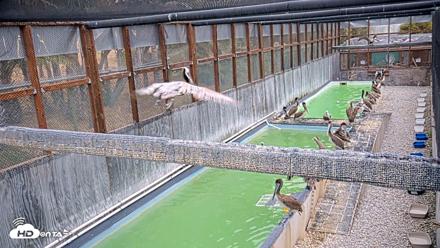 Pelican Aviary Rehabilitation Live Cam - Jun 2, 2026, 5:42am PDT