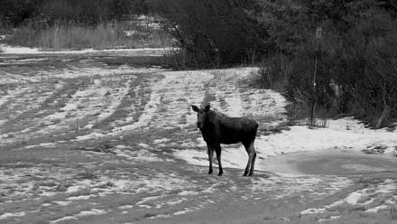 Inspiration Ridge - Homer Alaska Live Webcam - Dec 3, 2025, 4:50pm AKST