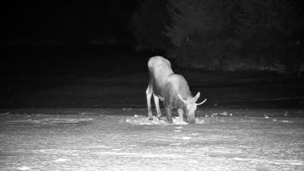 Inspiration Ridge - Homer Alaska Live Webcam - Jan 21, 2026, 11:07pm AKST
