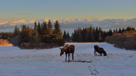 Inspiration Ridge - Homer Alaska Live Webcam - Dec 30, 2025, 4:30pm AKST