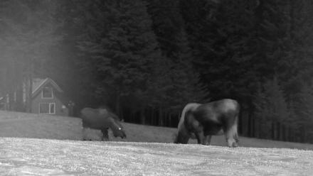 Inspiration Ridge - Homer Alaska Live Webcam - Jan 2, 2026, 10:39pm AKST