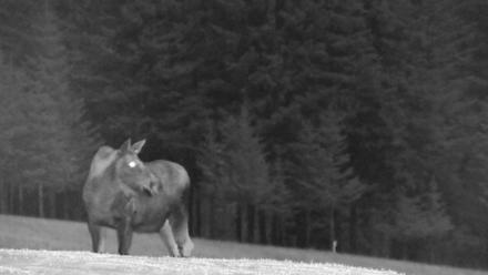 Inspiration Ridge - Homer Alaska Live Webcam - Jan 2, 2026, 10:20pm AKST