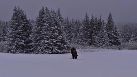 Inspiration Ridge - Homer Alaska Live Webcam - Jan 11, 2026, 9:40am AKST