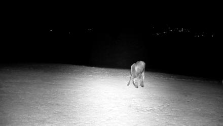 Inspiration Ridge - Homer Alaska Live Webcam - Dec 25, 2025, 7:21pm AKST