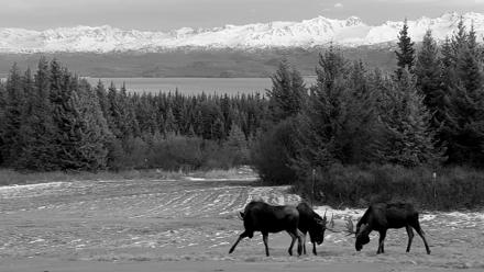 Inspiration Ridge - Homer Alaska Live Webcam - Dec 16, 2025, 8:21pm AKST