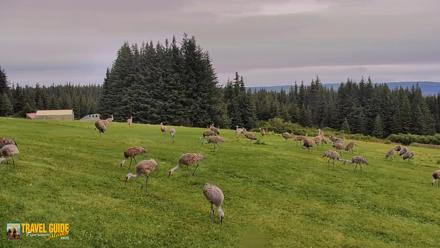 Inspiration Ridge - Homer Alaska Live Webcam - Aug 28, 2026, 12:32pm AKDT