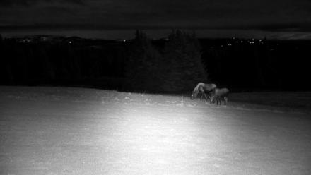 Inspiration Ridge - Homer Alaska Live Webcam - Nov 3, 2025, 9:55pm AKST