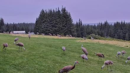 Inspiration Ridge - Homer Alaska Live Webcam - Aug 31, 2025, 8:16am AKDT