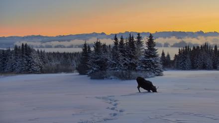 Inspiration Ridge - Homer Alaska Live Webcam - Jan 8, 2026, 2:11pm AKST