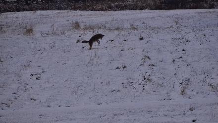 Inspiration Ridge - Homer Alaska Live Webcam - Nov 7, 2025, 5:30pm AKST