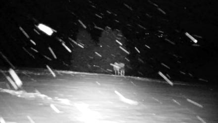 Inspiration Ridge - Homer Alaska Live Webcam - Jan 12, 2026, 10:17pm AKST