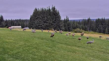 Inspiration Ridge - Homer Alaska Live Webcam - Sep 2, 2025, 12:57pm AKDT