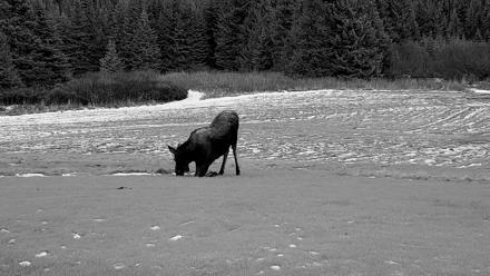 Inspiration Ridge - Homer Alaska Live Webcam - Dec 3, 2025, 4:32pm AKST