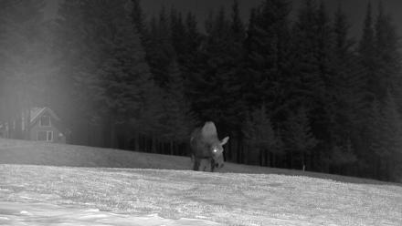 Inspiration Ridge - Homer Alaska Live Webcam - Jan 2, 2026, 10:33pm AKST