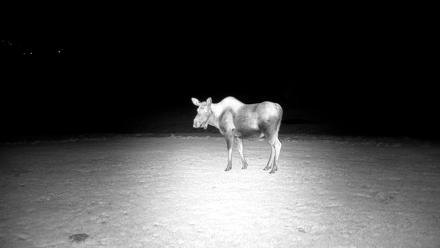 Inspiration Ridge - Homer Alaska Live Webcam - Dec 25, 2025, 7:55pm AKST