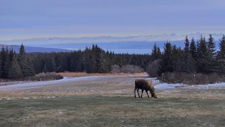 Inspiration Ridge - Homer Alaska Live Webcam - Dec 22, 2025, 2:06pm AKST