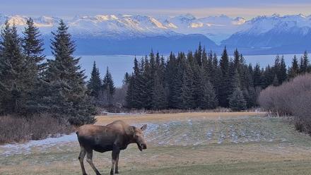 Inspiration Ridge - Homer Alaska Live Webcam - Dec 22, 2025, 2:29pm AKST