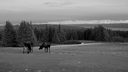 Inspiration Ridge - Homer Alaska Live Webcam - Dec 16, 2025, 4:16pm AKST
