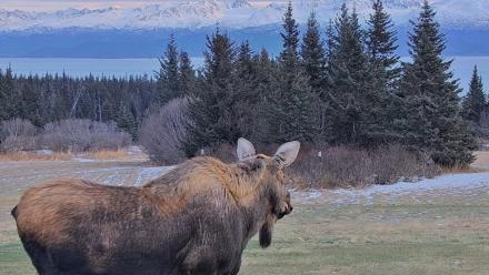 Inspiration Ridge - Homer Alaska Live Webcam - Dec 22, 2025, 2:54pm AKST