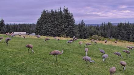 Inspiration Ridge - Homer Alaska Live Webcam - Sep 3, 2025, 8:51am AKDT