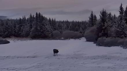 Inspiration Ridge - Homer Alaska Live Webcam - Apr 5, 2026, 7:31am AKDT