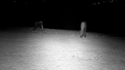 Inspiration Ridge - Homer Alaska Live Webcam - Dec 15, 2025, 8:58pm AKST