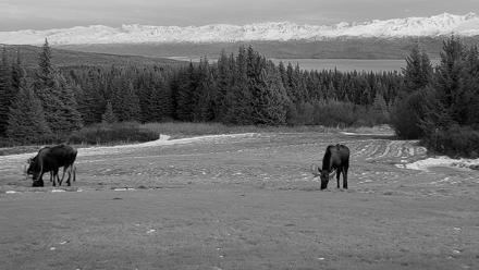 Inspiration Ridge - Homer Alaska Live Webcam - Dec 16, 2025, 8:23pm AKST